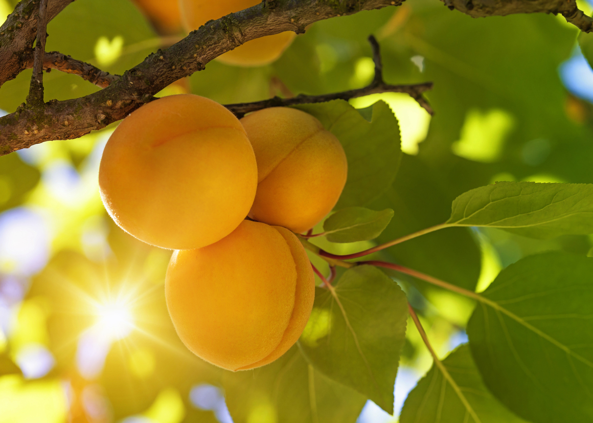 fruit on tree in garden