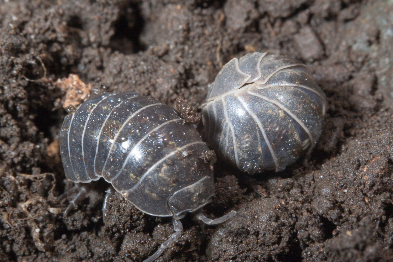 sow bug or pill bug or roly poly