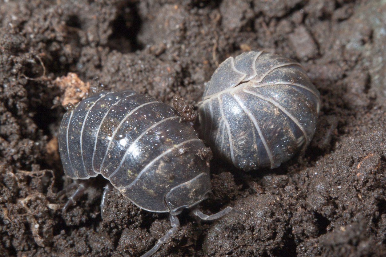 Does Your Home Have Rolly Pollies Knockout Pest Control 