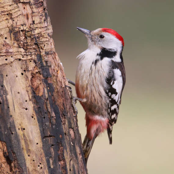 woodpecker on tree