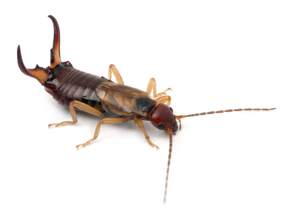 Why Are There Earwigs In My House Knockout Pest Control   Earwig 