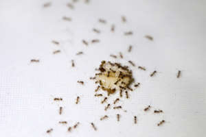 ants on crumbs in home