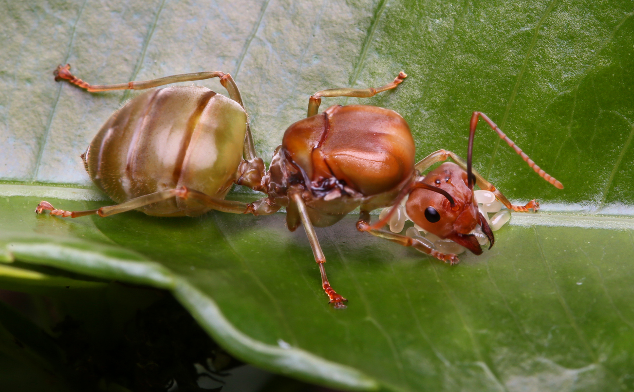 What if ant queen dies?