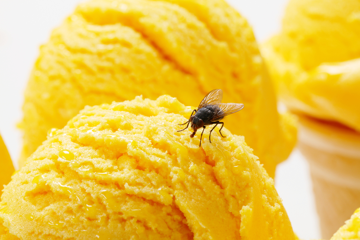 Fruit flies are being especially annoying this year