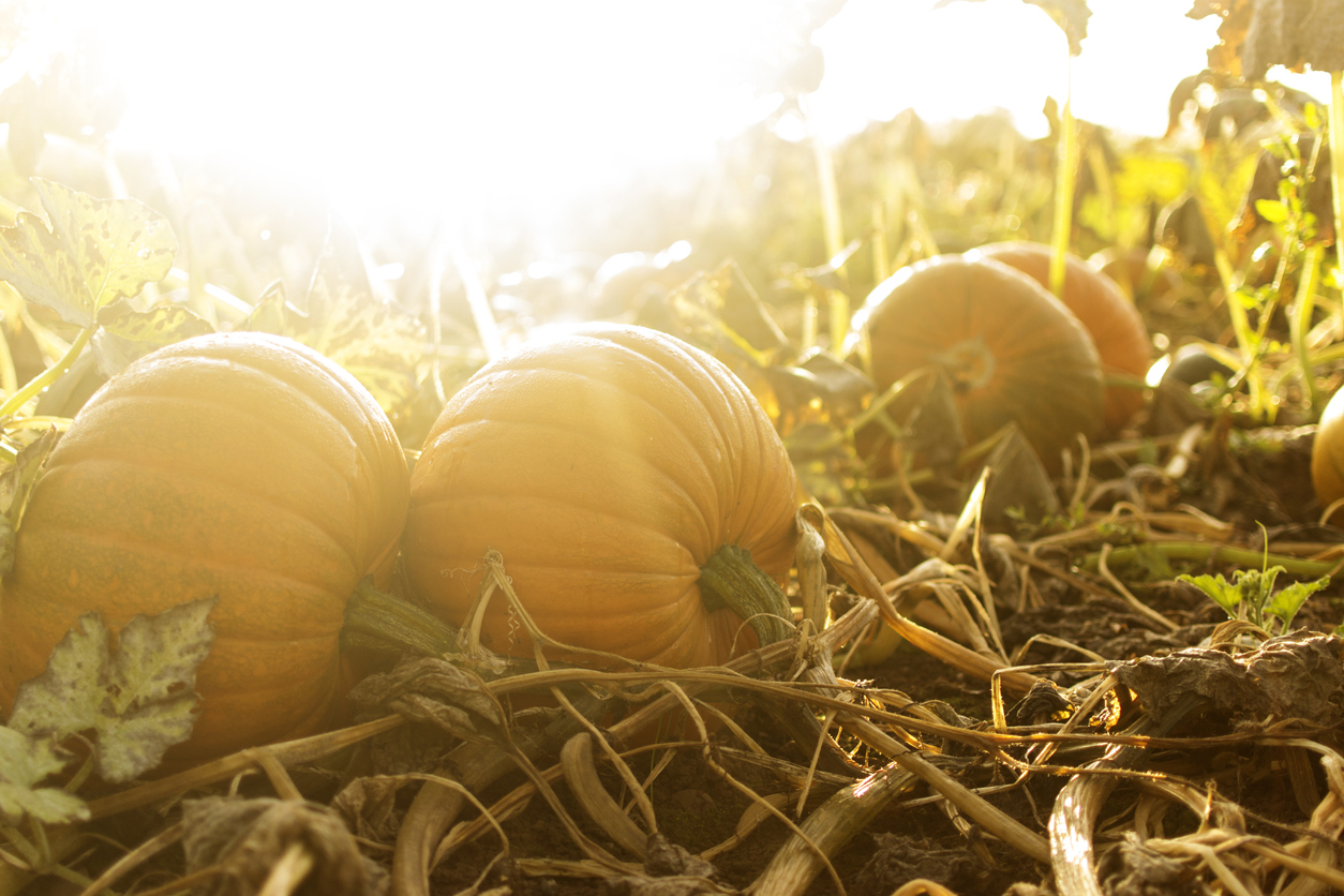 fall garden