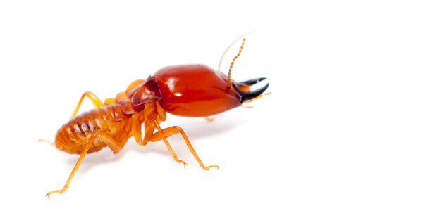 Termites 101: What You Need To Know About Termites | Termite Pest Control | Knockout Pest Control