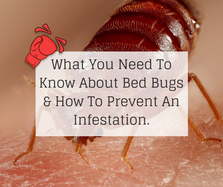 What You Need To Know About Bed Bugs - Knockout Pest Control