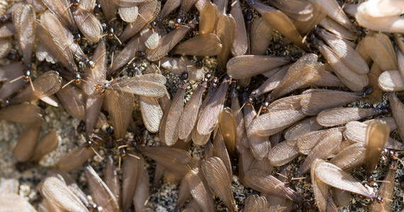 subterranean termite swarmers