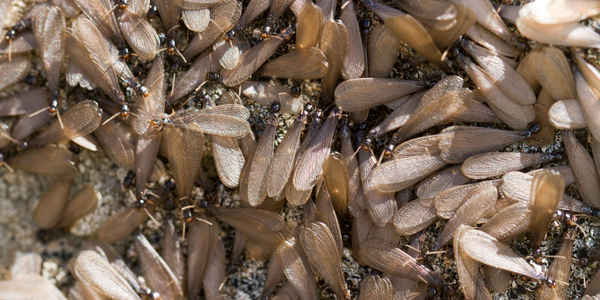 subterranean termite swarmers