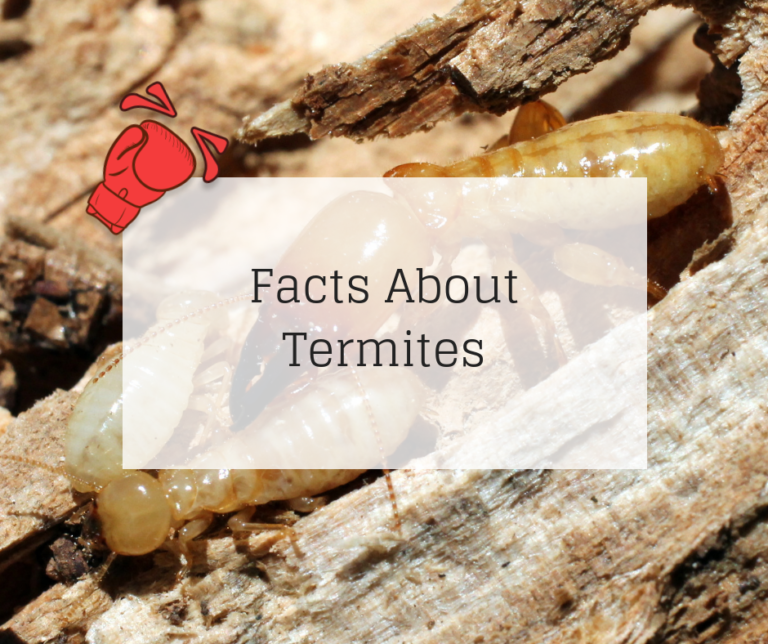 Facts About Termites | Knockout Pest Control