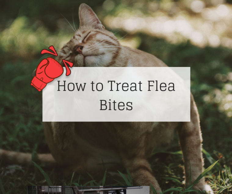 How to Treat Flea Bites - Knockout Pest Control