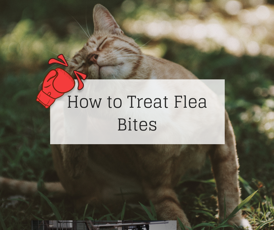 flea bites on cats