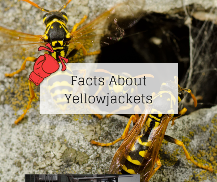 Facts About Yellow Jackets - Knockout Pest Control