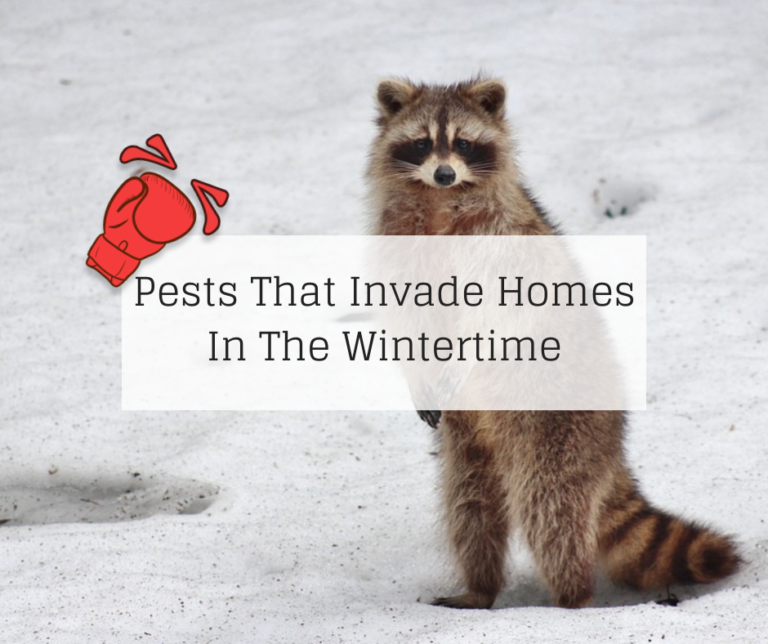 Pests That Invade Homes In The Wintertime | Knockout Pest ...