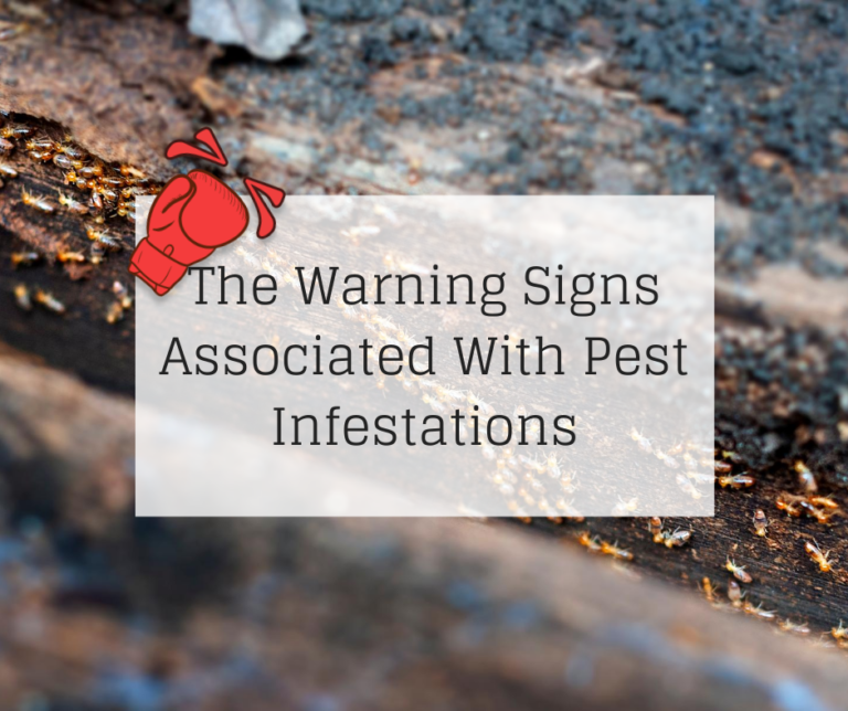 The Warning Signs Associated With Pest Infestations Knockout Pest Control