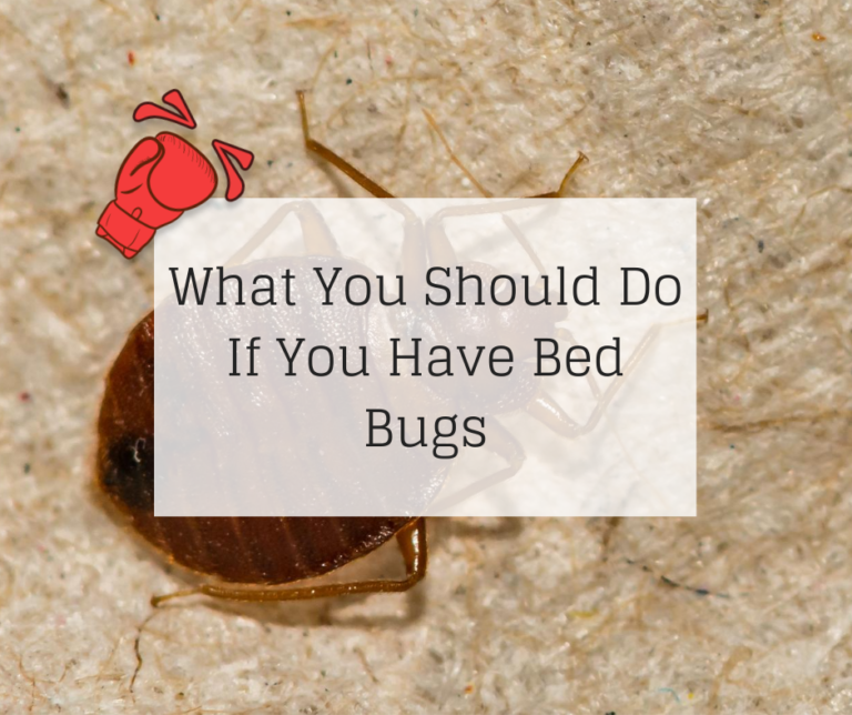 What You Should Do If You Have Bed Bugs | Knockout Pest Control