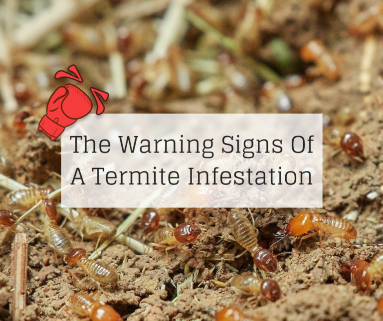 The Warning Signs Of A Termite Infestation Knockout Pest Control