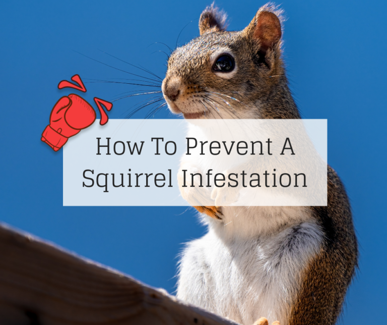 How To Prevent A Squirrel Infestation | Knockout Pest Control