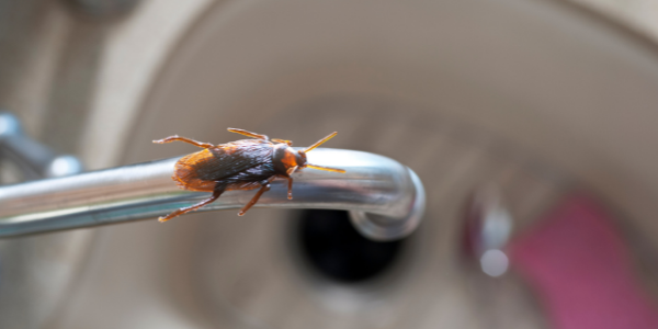 american cockroach crawling on kitchen sink faucet