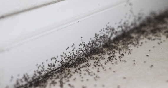 ant infestation along white baseboards