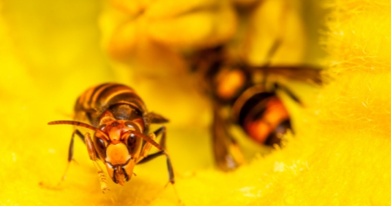 yellow jackets wasps image