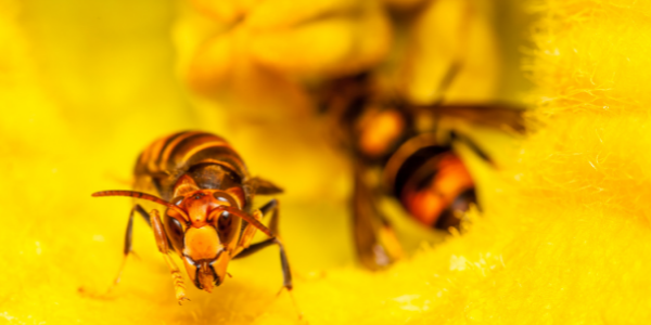 yellow jackets wasps image