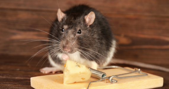 house mouse sitting near mouse trap with cheese on it