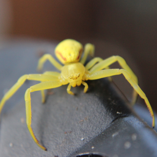 The 5 Most Common Spiders In New York Homes Knockout Pest Control 2568