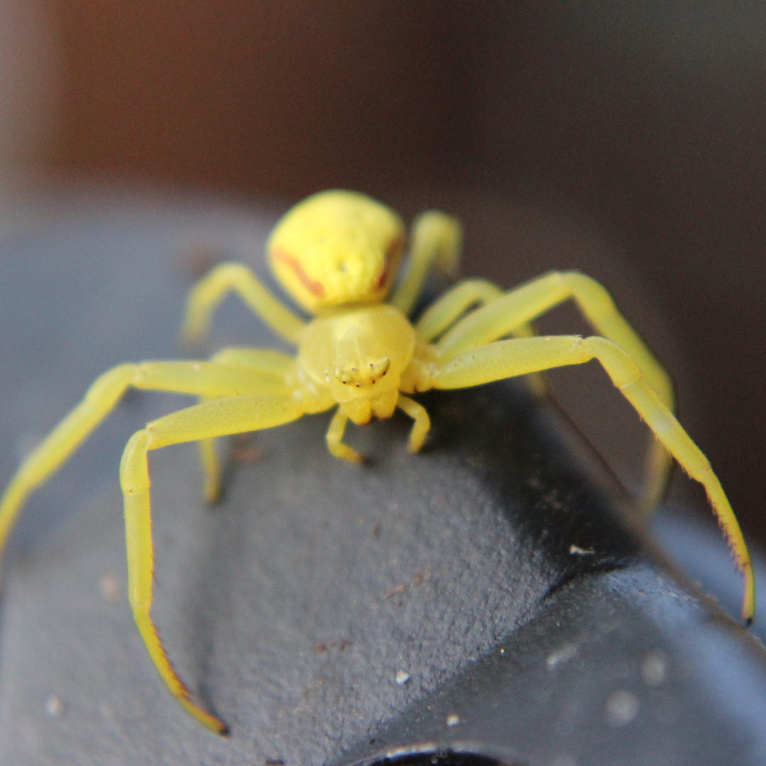 yellow sac spider on dark surfact