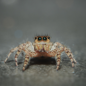 jumping spider image