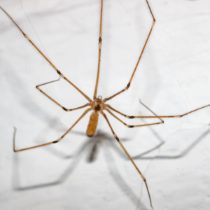 daddy long legs spider image