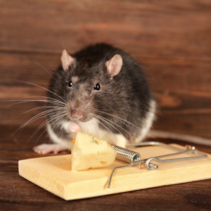house mouse sitting near mouse trap with cheese on it