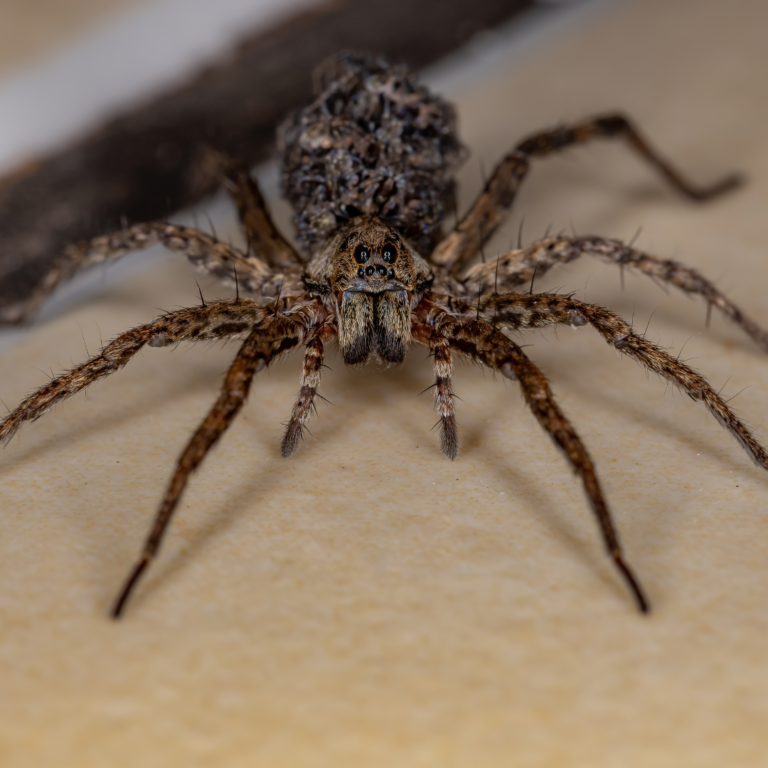 The 5 Most Common Spiders In New York Homes 