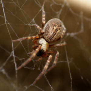 common house spider