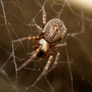 common house spider image