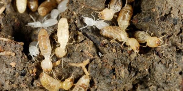 subterranean termites crawling underground