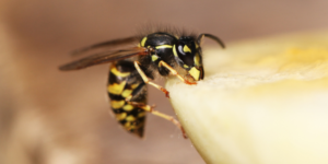 yellow jacket wasps image