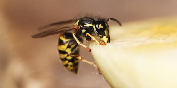 yellow jacket wasps image