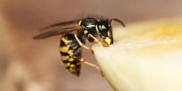 5 Ways To Ward Off Wasps Knockout Pest Control