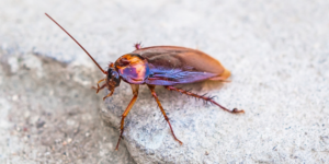Cockroach on pavement