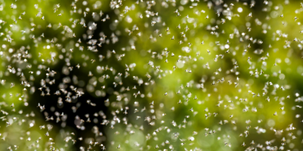 swarming termites