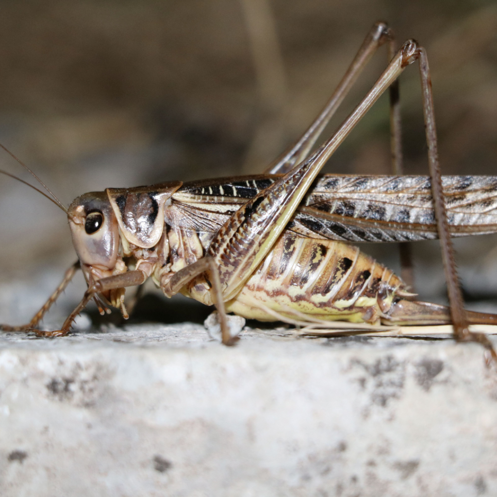 How to Get Rid of Crickets - Knockout Pest Control