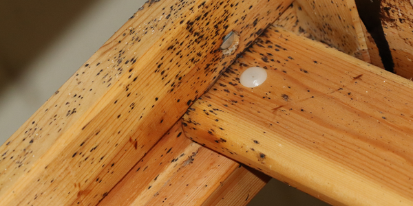 bed bug infestation on bed frame