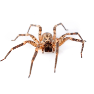 common house spider image