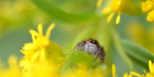 jumping spider on yellow flowers and green leaves