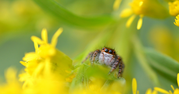 jumping spider on yellow flowers and green leaves