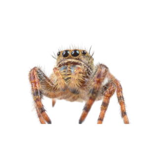 jumping spider image