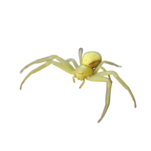 yellow sac spider image