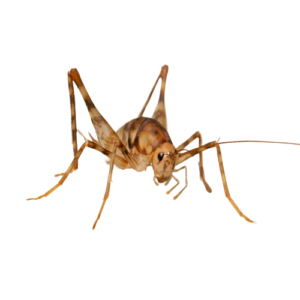 Crickets Pest Control | Knockout Pest Control | NY Pest Control