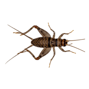 Field Cricket Pest Control | Knockout Pest Control | NY Pest Control